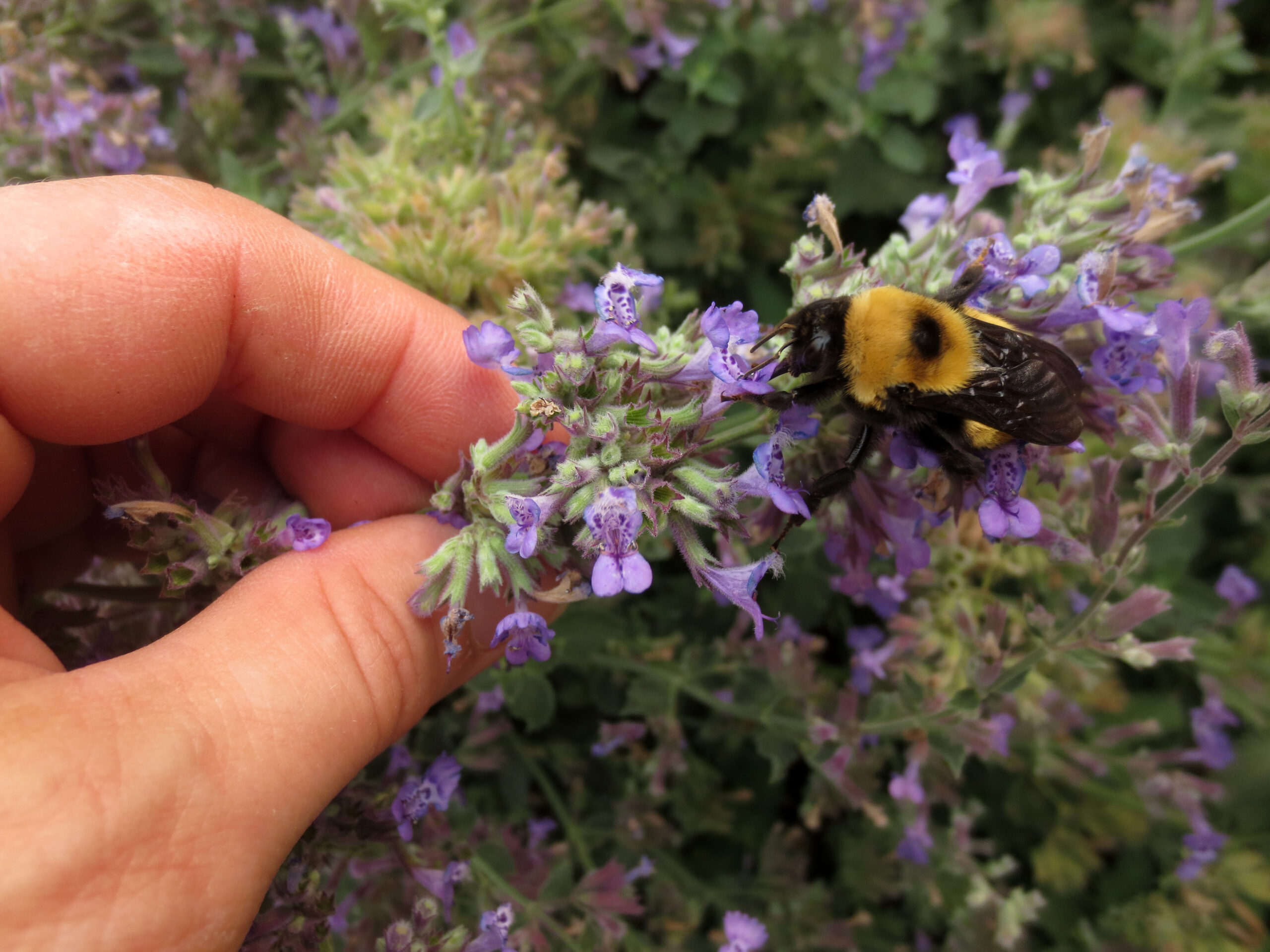 People and pollinators photo by Susan Fluegel