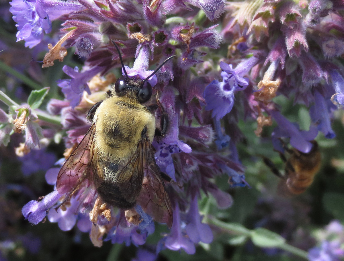 Catmint is a pollinator favorite