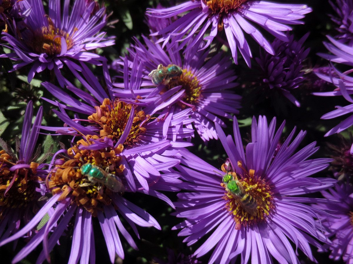 three green bees